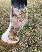 Load image into Gallery viewer, Mud Fever & Rain Scald Cream - 100% natural