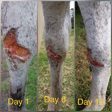Load image into Gallery viewer, Manuka Wound Dressings