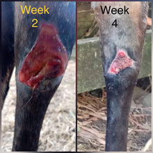 Load image into Gallery viewer, Active Wound Honey 15+