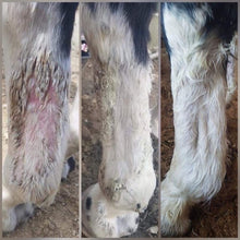 Load image into Gallery viewer, Mud Fever & Rain Scald Cream - 100% natural