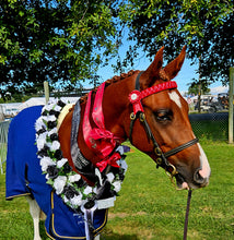 Load image into Gallery viewer, Black horse makeup enhancing coat colour for show ring finish