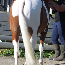 Load image into Gallery viewer, Bright White Horse Shampoo | Stain Remover &amp; Coat Brightener NZ