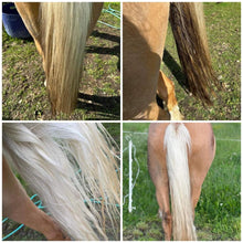 Load image into Gallery viewer, Bright White Horse Shampoo | Stain Remover &amp; Coat Brightener NZ