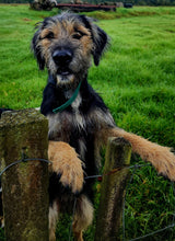 Load image into Gallery viewer, Hydrating Paw Balm for Dogs &amp; Pets | Natural Paw Protection, Moisturiser &amp; Healing Balm NZ