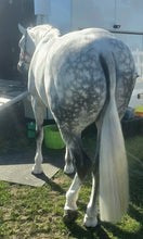 Load image into Gallery viewer, Comb Through Elixer Detangler – Horse Mane &amp; Tail Detangler 500ml