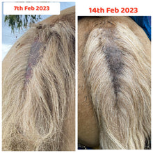 Load image into Gallery viewer, Mane Magic with Emu Oil- to regrow rubbed out manes
