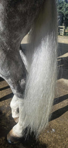 Elite Conditioning Treatment