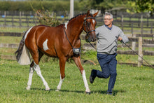 Load image into Gallery viewer, Ultra Shine Horse Coat Finishing Spray