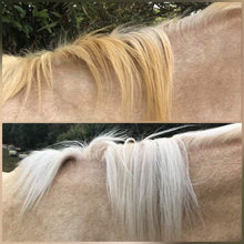 Load image into Gallery viewer, Bright white horse wash bar removing stains and brightening coat for show ring finish