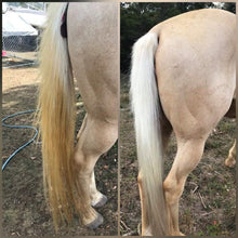 Load image into Gallery viewer, Bright white horse wash bar removing stains and brightening coat for show ring finish